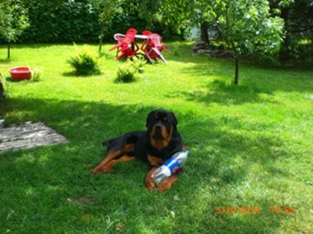 Сдам уютную дачу для отдыха #12