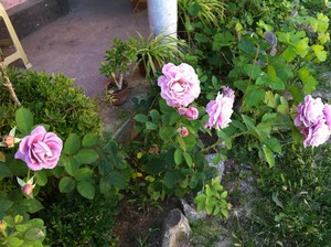 Частное домовладение 