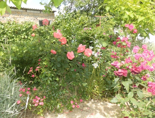 Садовая 46/2 #7