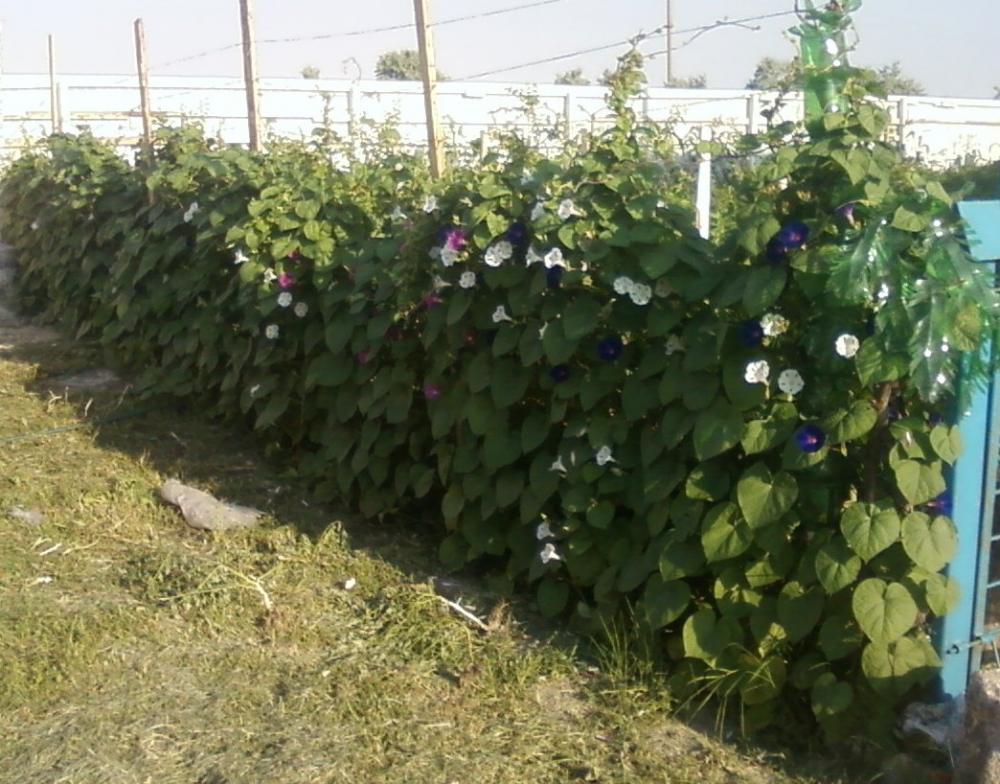 Можжевельник #5