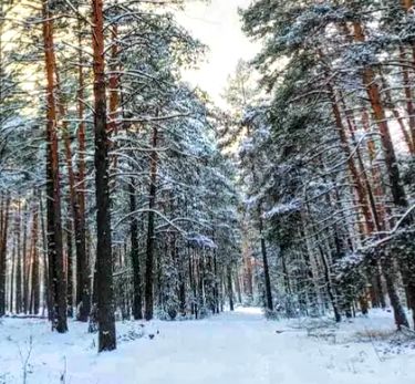 488 Комплекс для відпочинку з басейном та лазнею #12